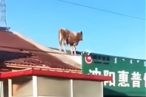 内蒙古一头牛跳上房顶奔跑 谁口气这么大？